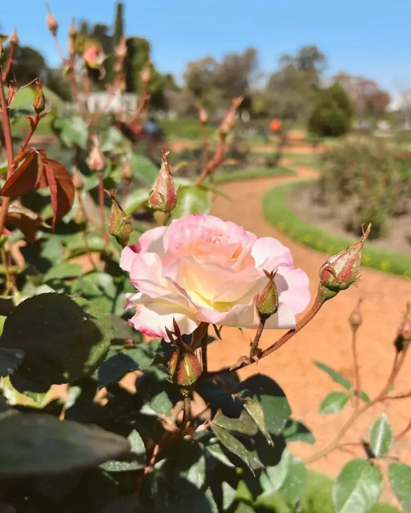 Rosedal de Palemo