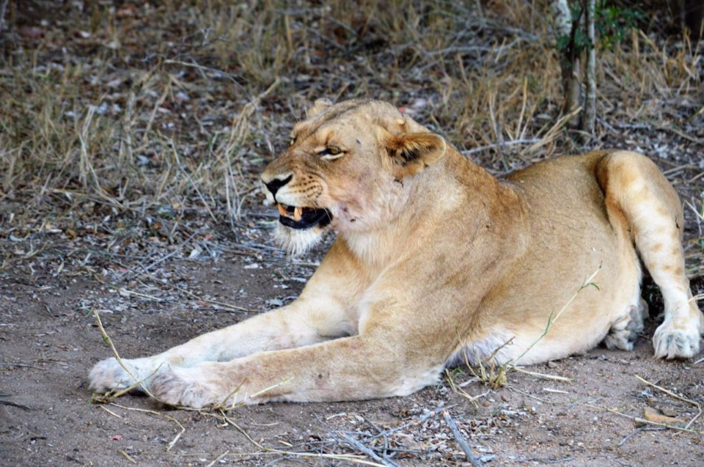Safari no Kruger Park - Kapama Southern Camp