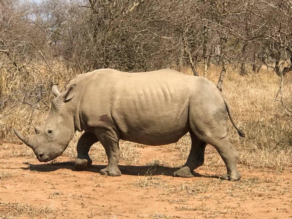 Safari no Kruger Park - Kapama Southern Camp