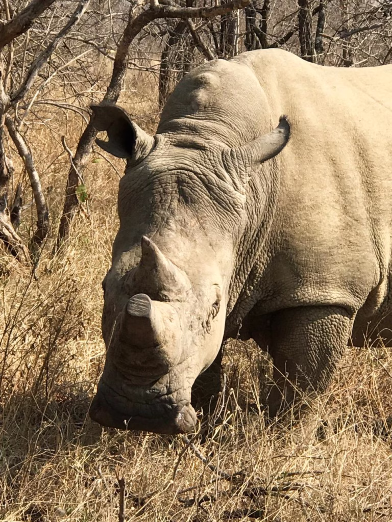 Visitando o Kruger Park Kapama Southern Camp