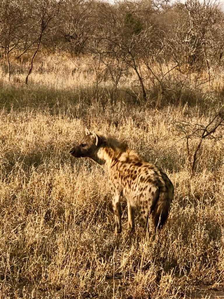 Safari no Kruger Park - Kapama Southern Camp