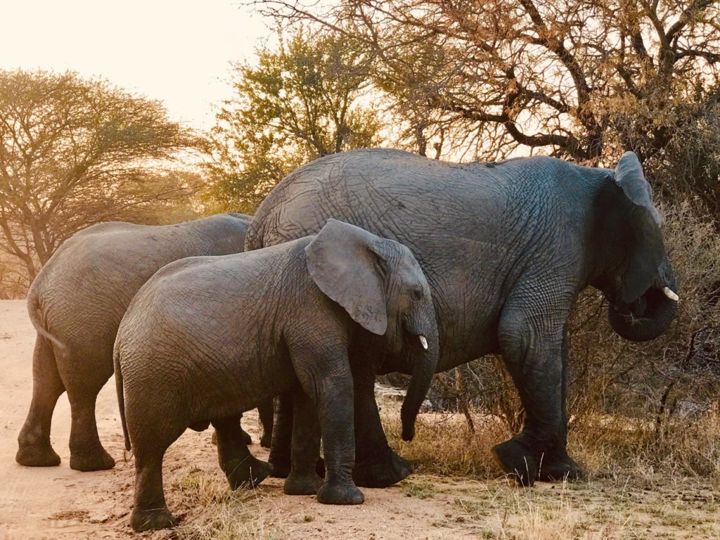 Safari no Kruger Park - Kapama Southern Camp