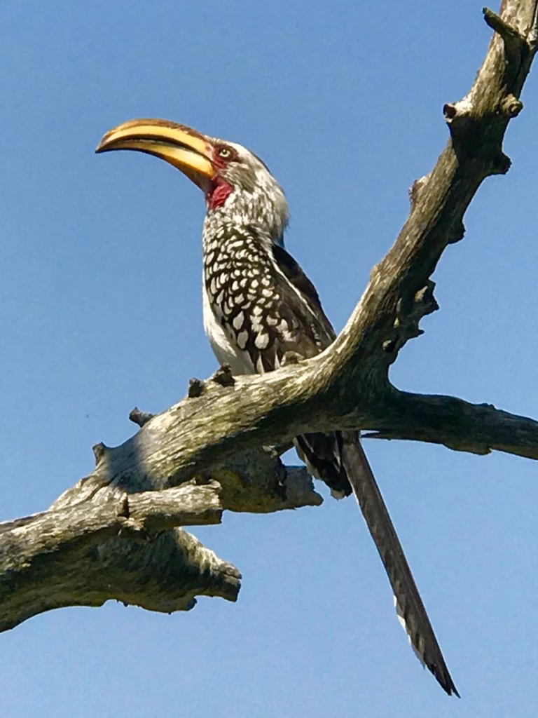 Visitando o Kruger Park Safari no Kruger Park - Kapama Southern Camp